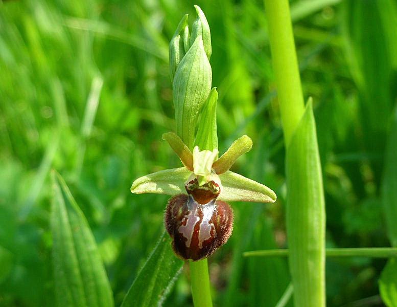 Ophrys sphegodes